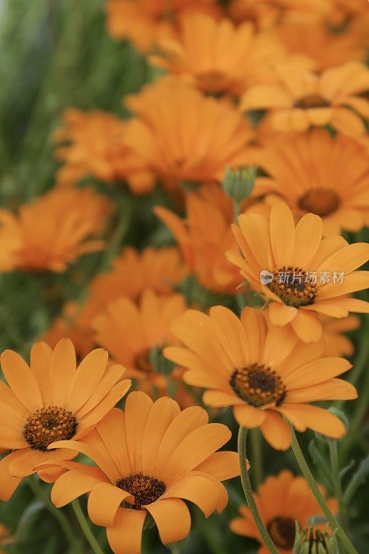 橙色雏菊花的图片，非洲雏菊在盛开/开花的骨植物照片显示花瓣和花粉，与模糊的夏季花园背景